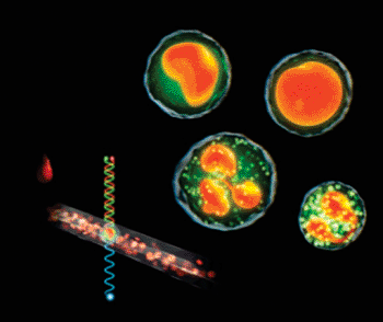 Imagen: Un nuevo análisis de coloración para los leucocitos (Fotografía cortesía del Instituto Tecnológico de California).